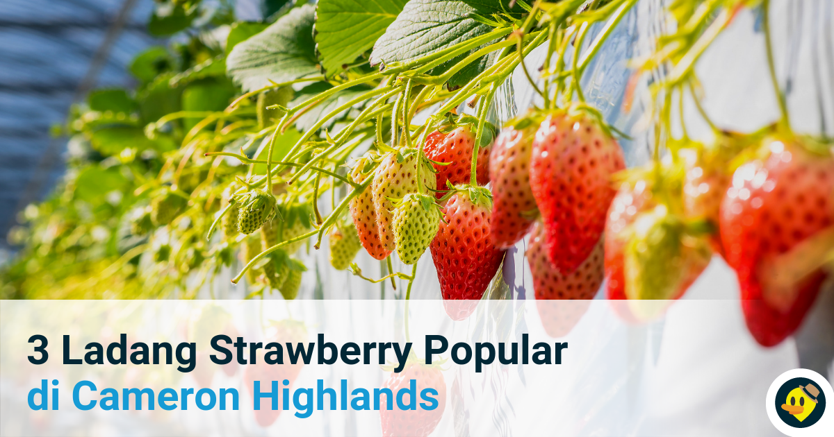 3 Ladang Strawberry Yang Popular Di Cameron Highland Featured Image