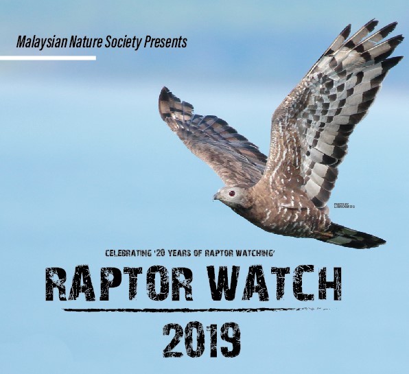 Raptor Watch 2019 @Tanjung Tuan, Port Dickson Featured Image