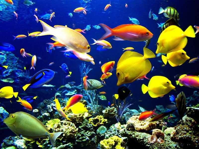 New Premier Tourist Attraction in Malacca: The Shore Oceanarium Featured Image
