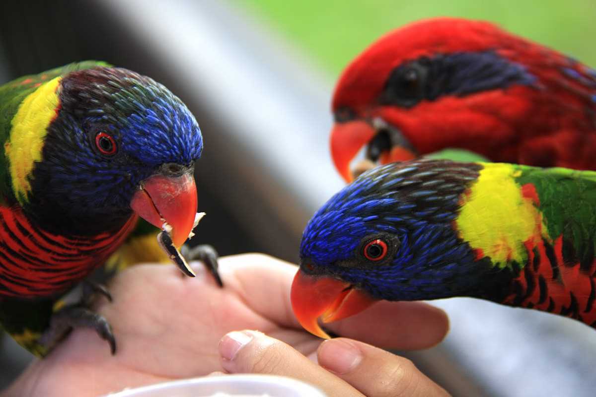 Bird Park in Malaysia. Featured Image
