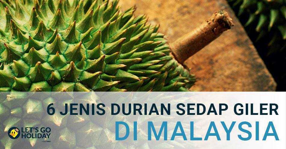 6 Jenis Durian Anda Mesti Cuba Dan Musim Durian Di Malaysia C Letsgoholiday My