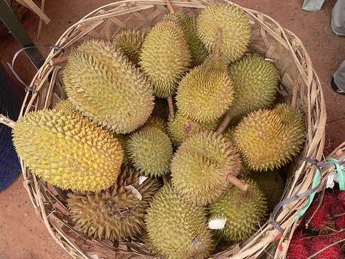 6 Jenis Durian Anda Mesti Cuba dan Musim Durian Di Malaysia