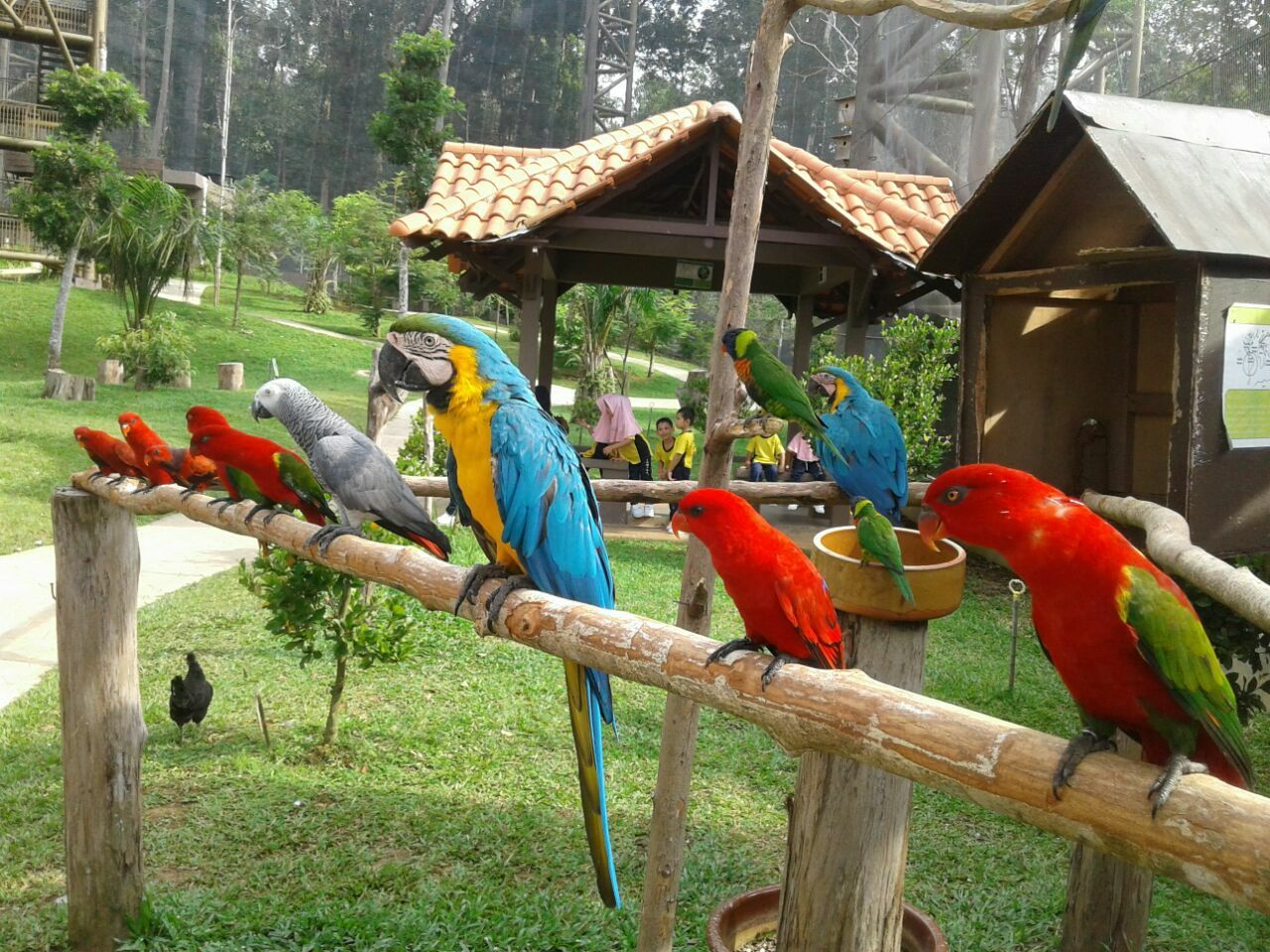 bird park tour malaysia