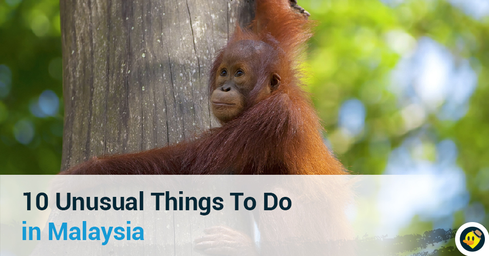 10 Unusual Things To Do In Malaysia Featured Image