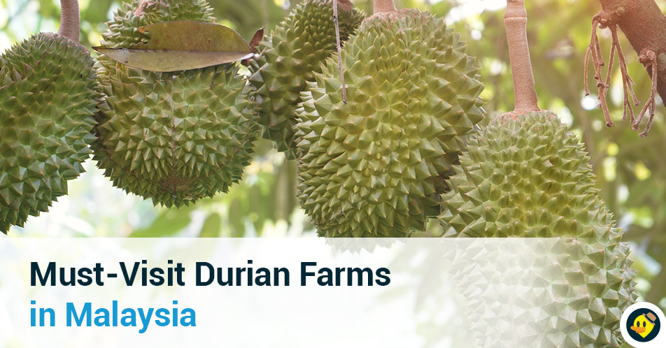 Must-Visit Durian Farms In Malaysia Featured Image